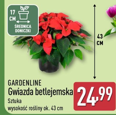 Gwiazda betlejemska promocja w Aldi