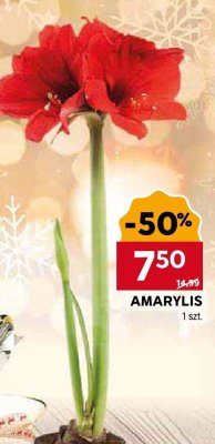 Amarylis promocja w Stokrotka