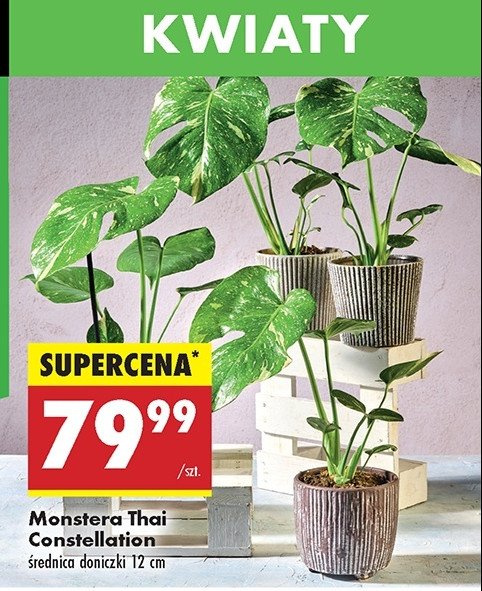 Monstera thai constellation promocja