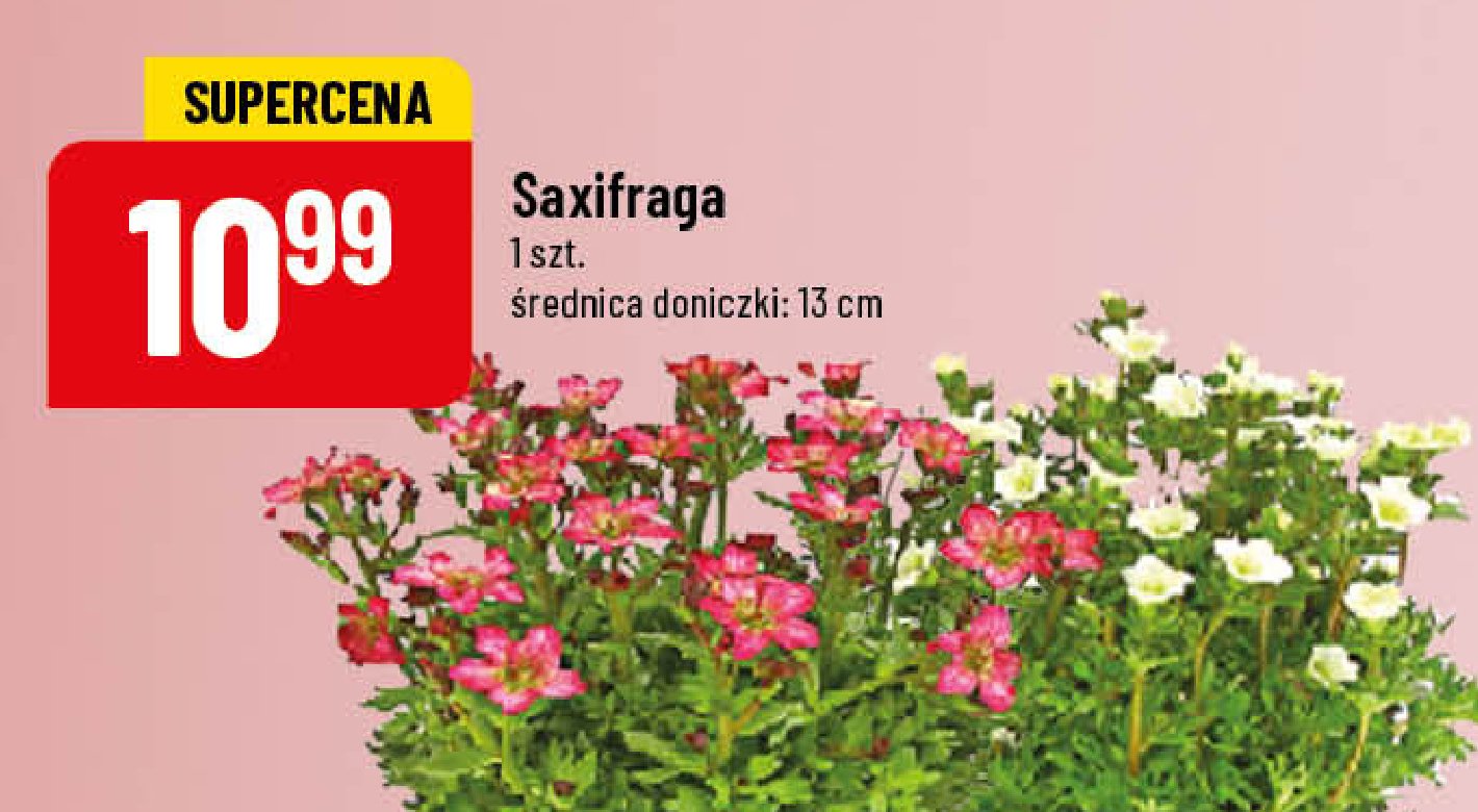 Saxifraga don. 13 cm promocja