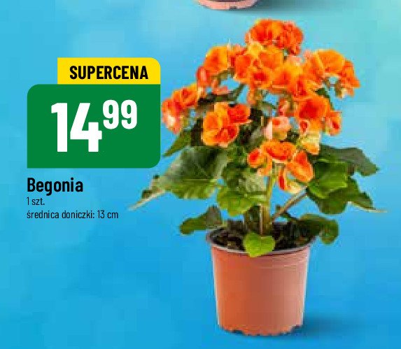 Begonia 13 cm promocja