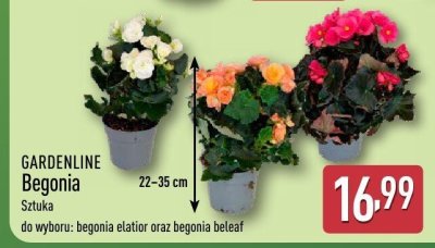 Begonia  promocja w Aldi