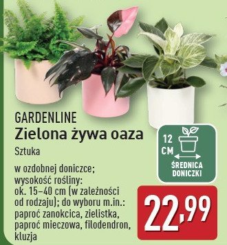 Filodendron GARDEN LINE promocja w Aldi