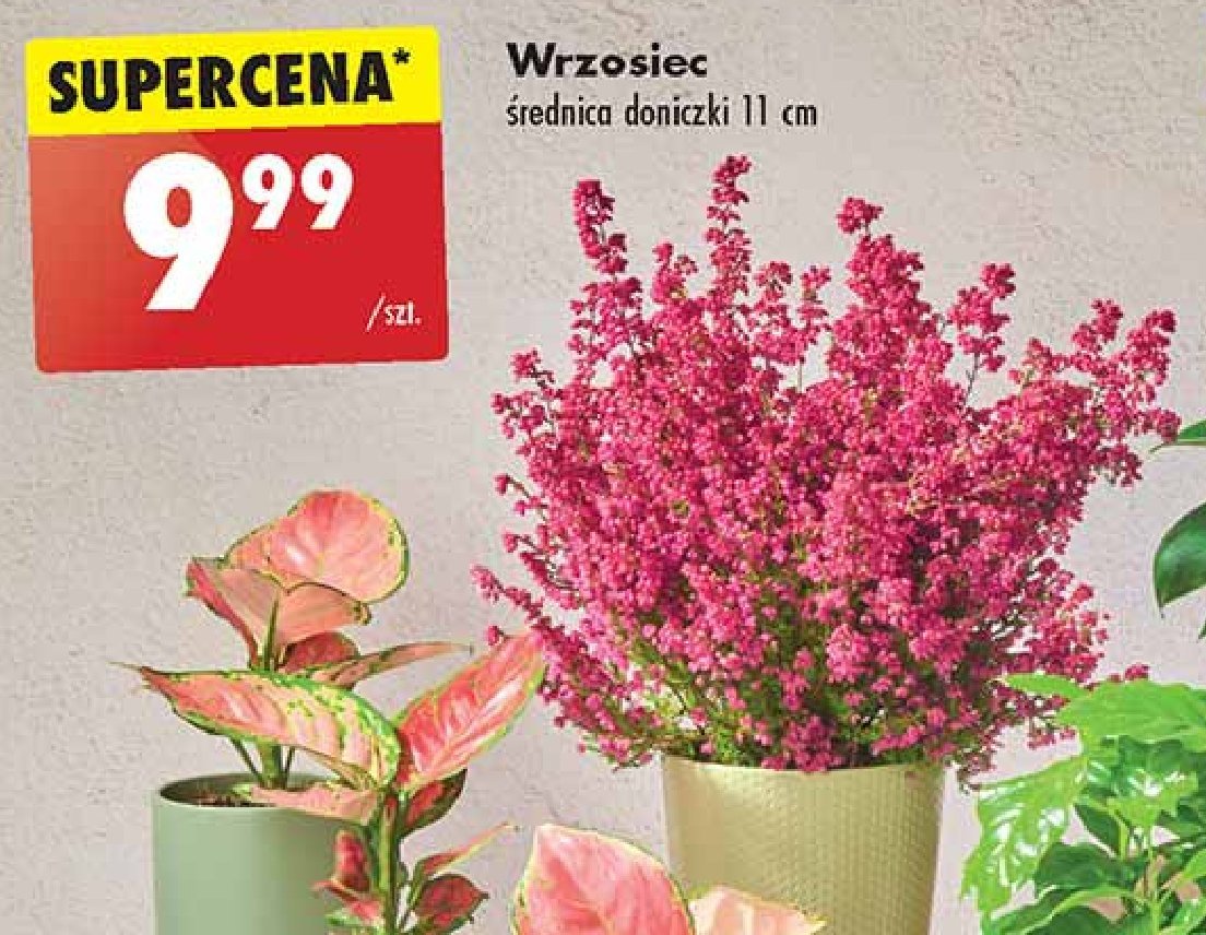 Wrzosiec 11 cm promocja