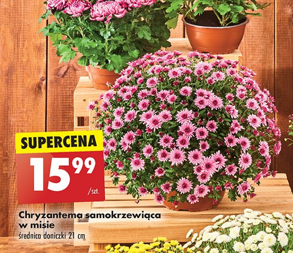 Chryzantema 21 cm promocja