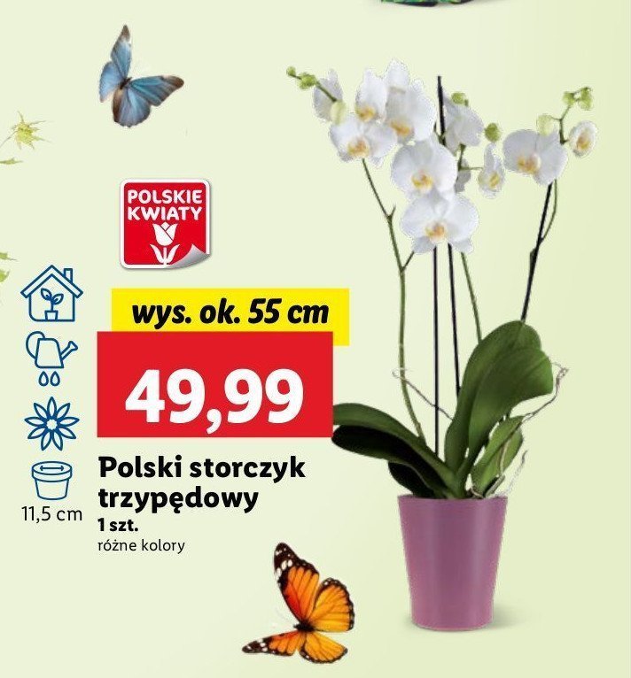 Storczyk 3-p臋dowy promocja