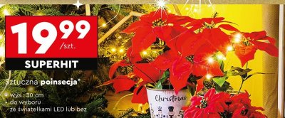 Sztuczna poinsecja wys. 30 cm ze światełkami LED  promocja w Biedronka