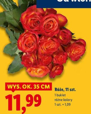 Róże 11 szt. 35 cm promocja w Lidl