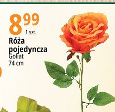 R贸偶a pojedy艅cza 74 cm Goliat promocja