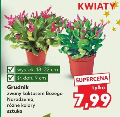 Grudnik zwany kaktusem bożego narodzenia różne kolory sztuka promocja w Kaufland