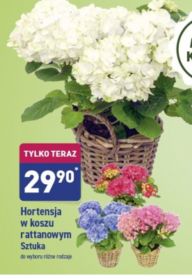 Hortensja w koszu rattanowym promocja