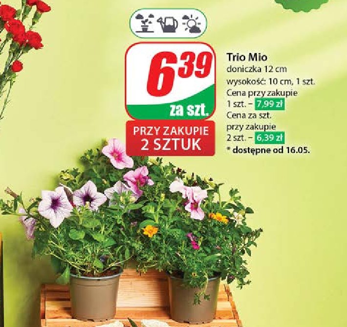 Trio mio 12 cm promocja