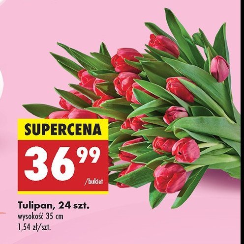 Tulipan 35 cm promocja