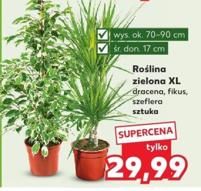 Roślina zielona XL dracena, fikus, szeflera promocja w Kaufland