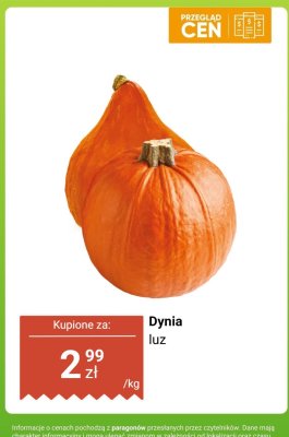 Dynia luz promocja w Dino
