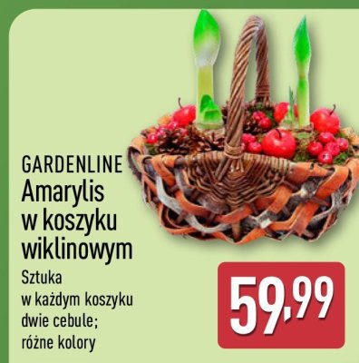 Amaryllis w koszyku wiklinowym promocja w Aldi