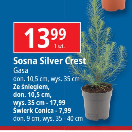 Sosna silver crest ze śniegiem 10.5 cm Gasa group promocja w Leclerc