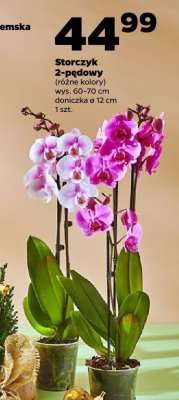 Storczyk 2-pędowy, różne kolory promocja w Netto