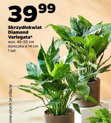 Skrzydłokwiat Diamond Variegata promocja w Netto