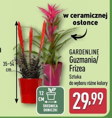 Frizea różne kolory GARDENLINE promocja w Aldi