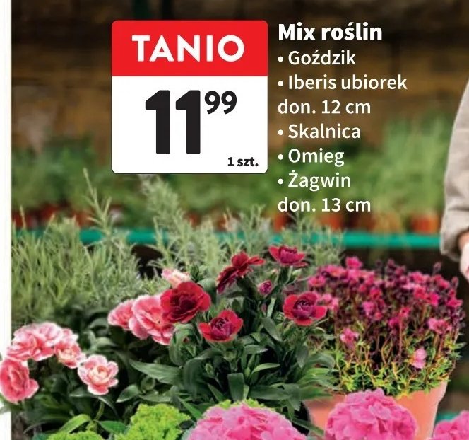 呕agwin don. 13 cm promocja
