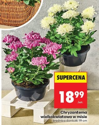Chryzantema promocja w Biedronka