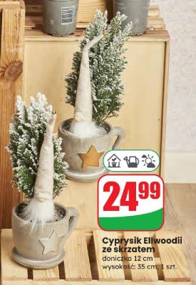 Cyprysik Ellwoodii ze skrzatem doniczka 12 cm promocja w Dino