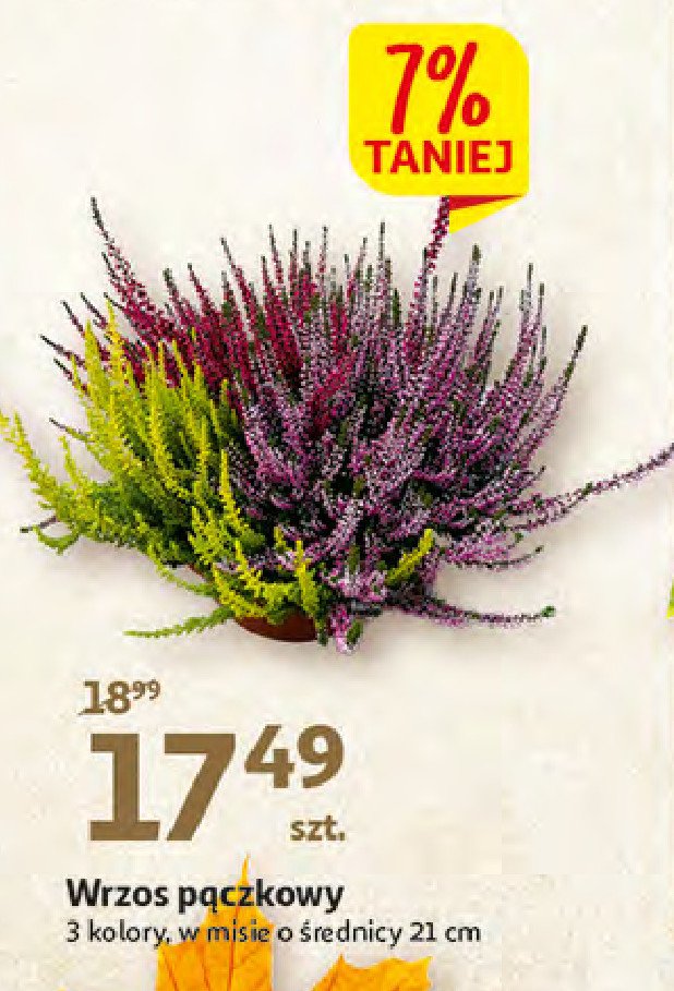 Wrzos pączkowy don. 21 cm promocja