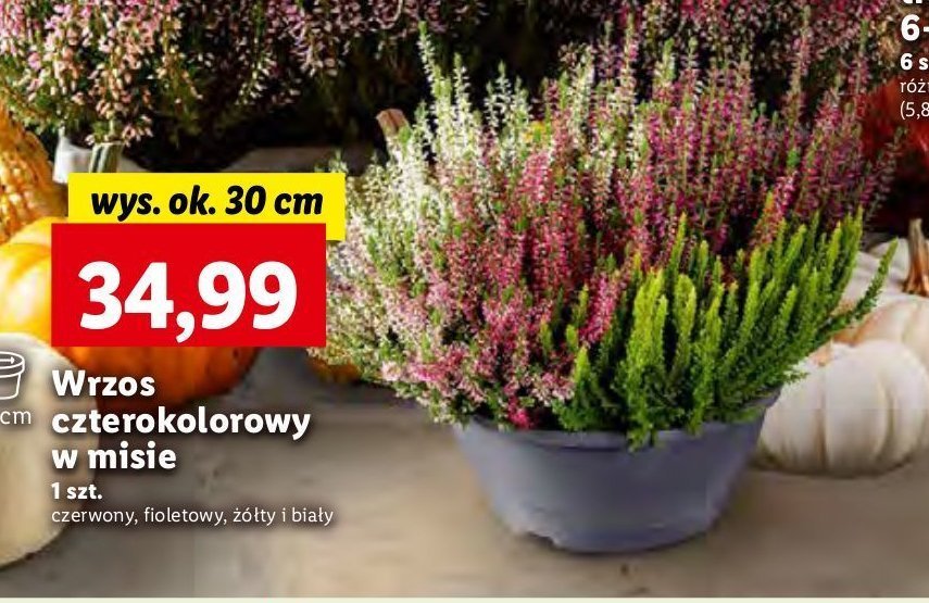 Wrzos czterokolorowy w misie 30 cm promocja w Castorama