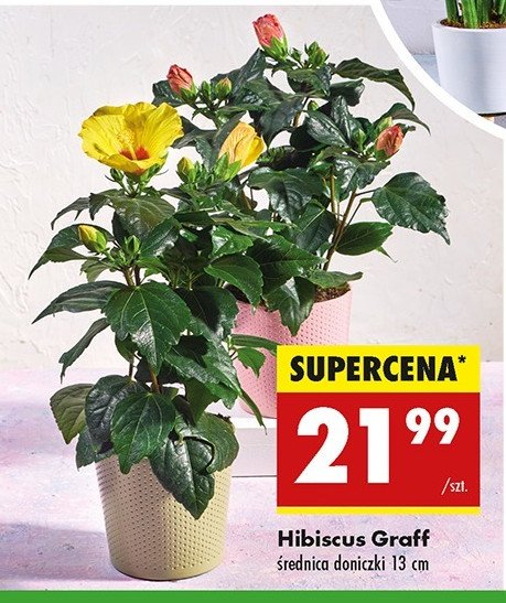 Hibiscus graff promocja