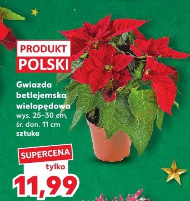 Gwiazda betlejemska wielopędowa wys. 25-30 cm, śr. don. 11 cm promocja w Kaufland