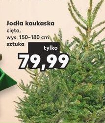 Jod艂a kaukaska ci臋ta 150 - 180 cm promocja