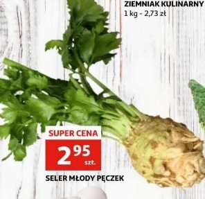 Seler młody promocja