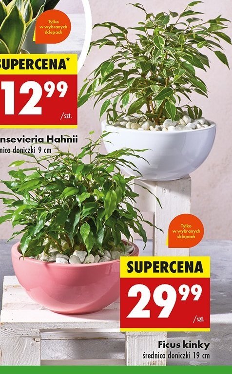 Ficus kinky 19 cm promocja w Biedronka