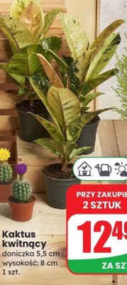 Fikus shivereana 15 cm promocja w Dino