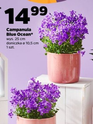Campanula Blue Ocean promocja w Netto