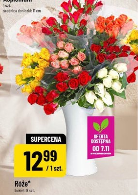 Róże promocja w POLOmarket