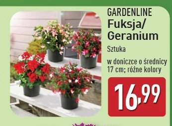 Geranium 艣r. don. 17 cm promocja