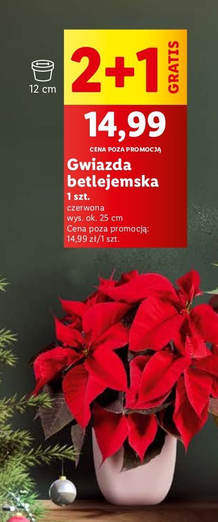 Gwiazda betlejemska promocja w Lidl