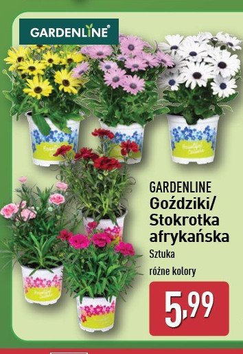 Go藕dziki GARDEN LINE promocja