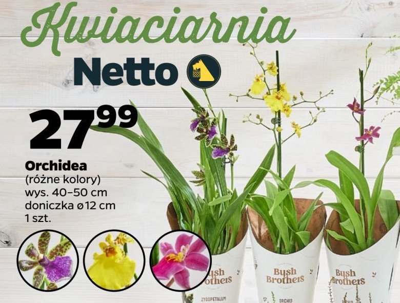 Orchidea 12 cm promocja