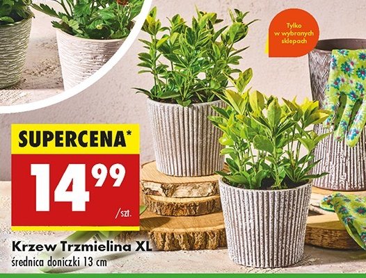 Trzmielina promocja