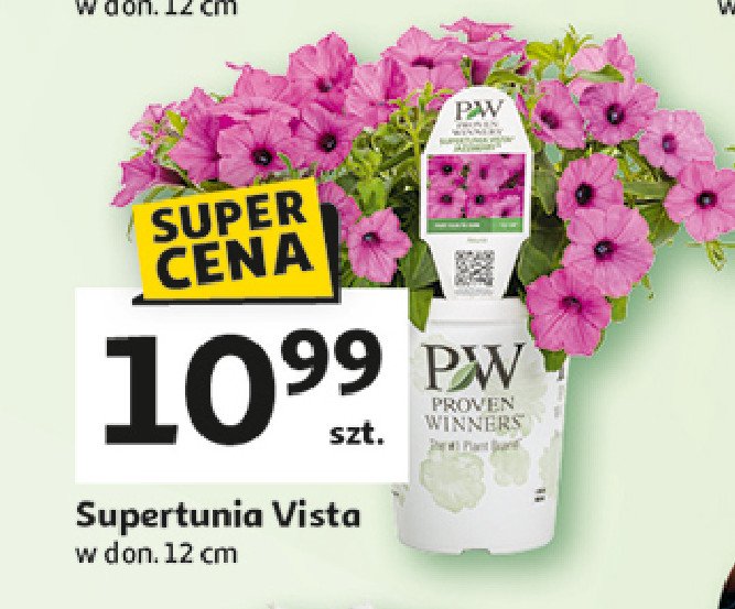 Supertunia vista 12 cm promocja