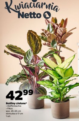 Rośliny zielone (Dieffenbachia, Fikus) wys. 45-65 cm, doniczka ø 17 cm, 1 szt. promocja w Netto