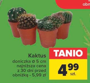 Kaktus don. 5 cm promocja