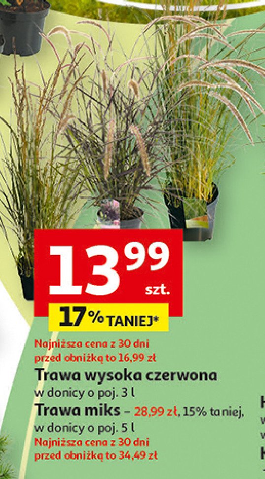 Trawa czerwona fireworks promocja