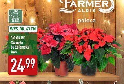 Gwiazda betlejemska promocja w Aldi