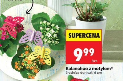 Roślina Kalanchoe z motylem w doniczce promocja w Biedronka