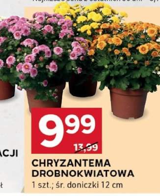 Chryzantema promocja w Stokrotka