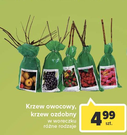 Krzewy owocowe w woreczku promocja